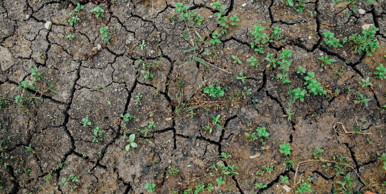 Zdjęcie dodane przez Kelly    : https://www.pexels.com/pl-pl/zdjecie/zdjecie-roslin-na-peknietej-glebie-3119957/