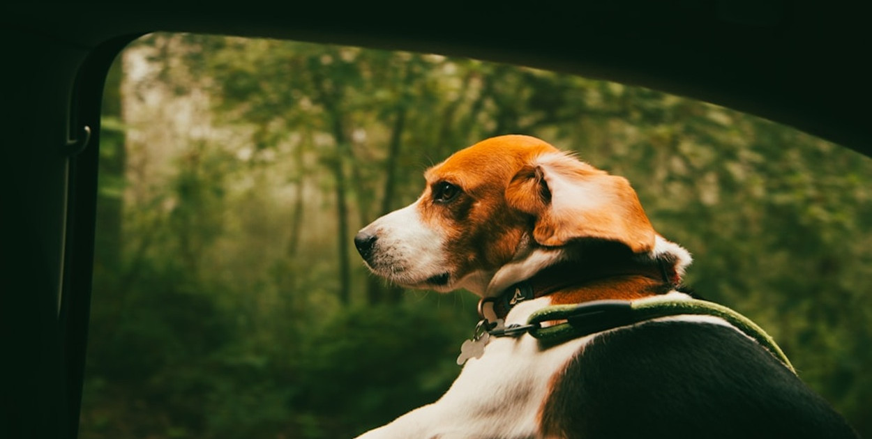  Źródło: unsplash.com Licencja: https://unsplash.com/license