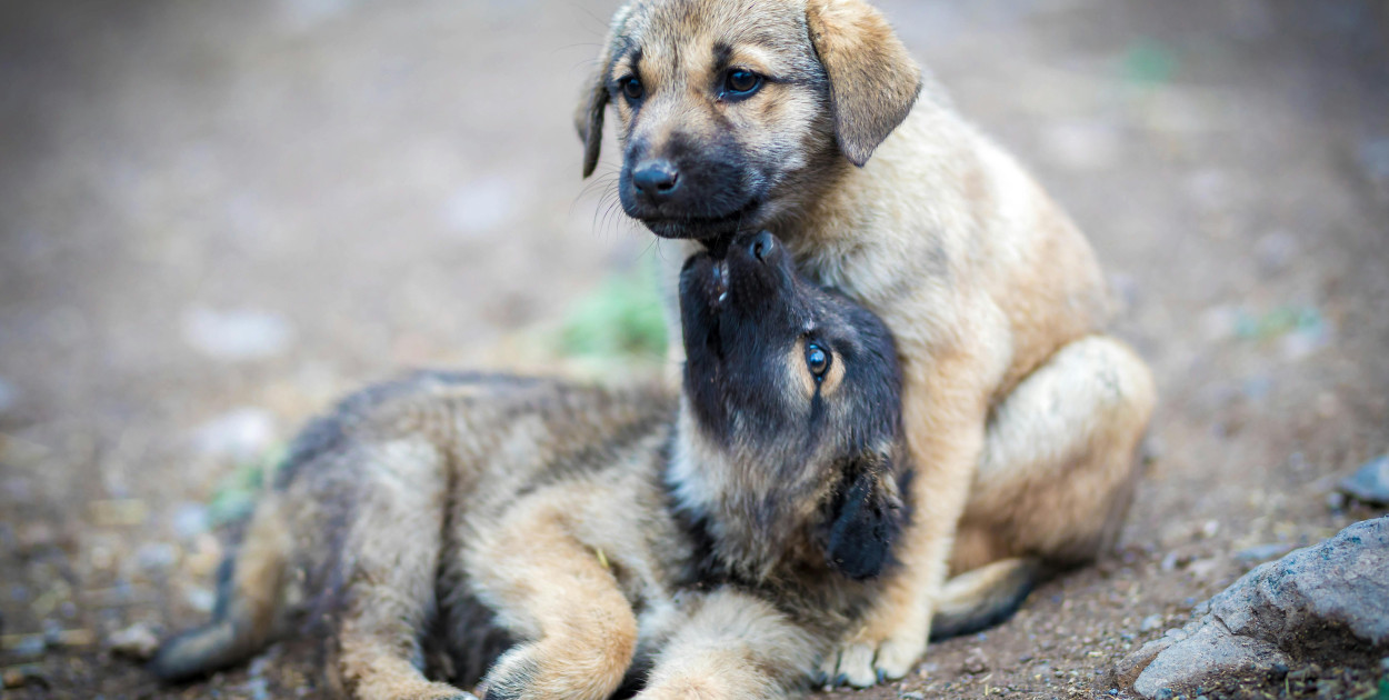 Zdjęcie dodane przez Alireza Zohoor Parvaz: https://www.pexels.com/pl-pl/zdjecie/zwierze-psy-zwierzeta-domowe-psi-7256826/