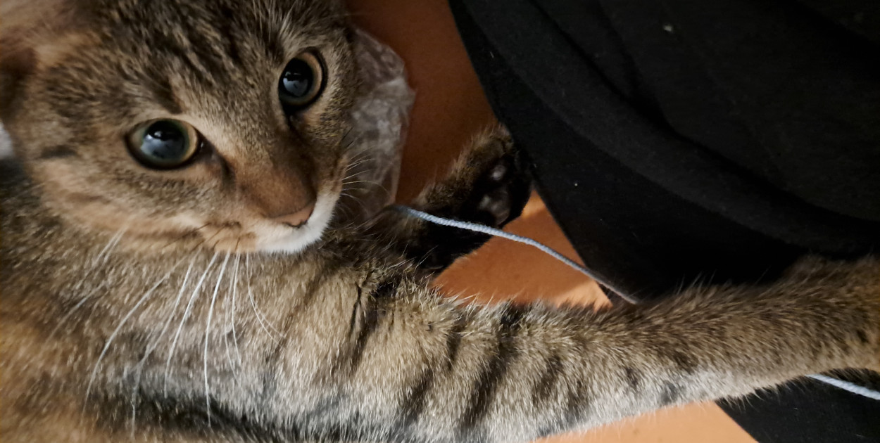 Dzień Kota: 5 faktów o kotach, które mogą cię zaskoczyć