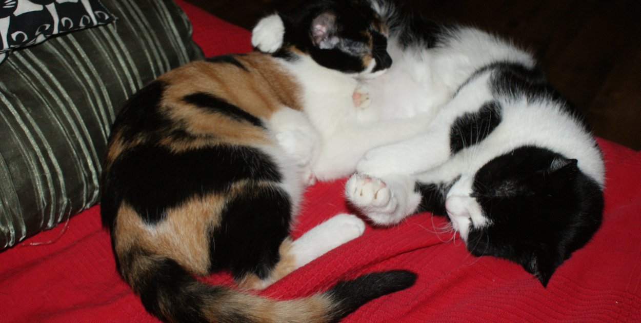 68 proc. Polaków ma wrażenie, że ich kot ich ignoruje