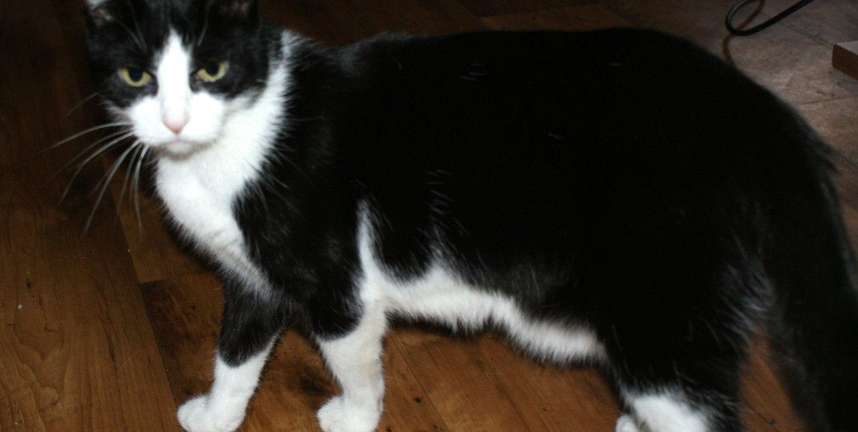 Kutno dopłaca do sterylizacji i kastracji zwierząt – zgarnij 50% dofinansowania