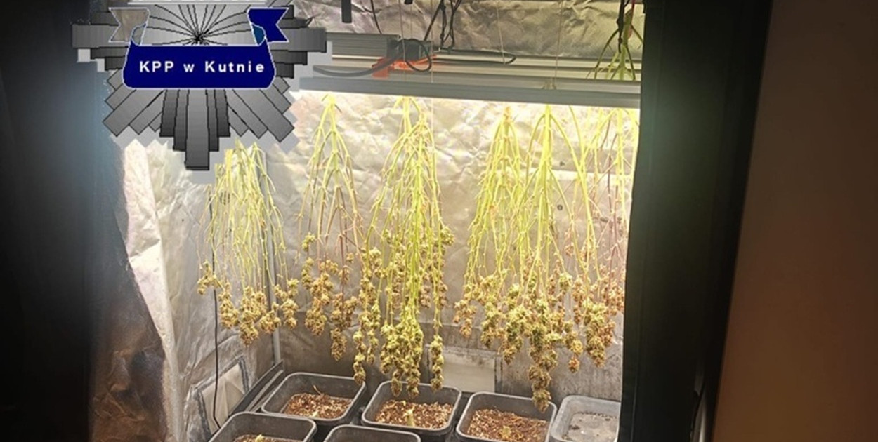 Zatrzymany za uprawę konopi i posiadanie znacznej ilości narkotyków