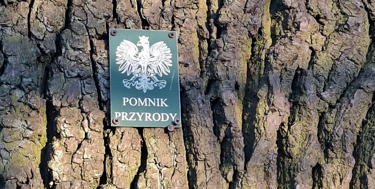 Pomnik przyrody w Leszczynku pod topór!